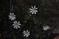 Stellaria himalayensis